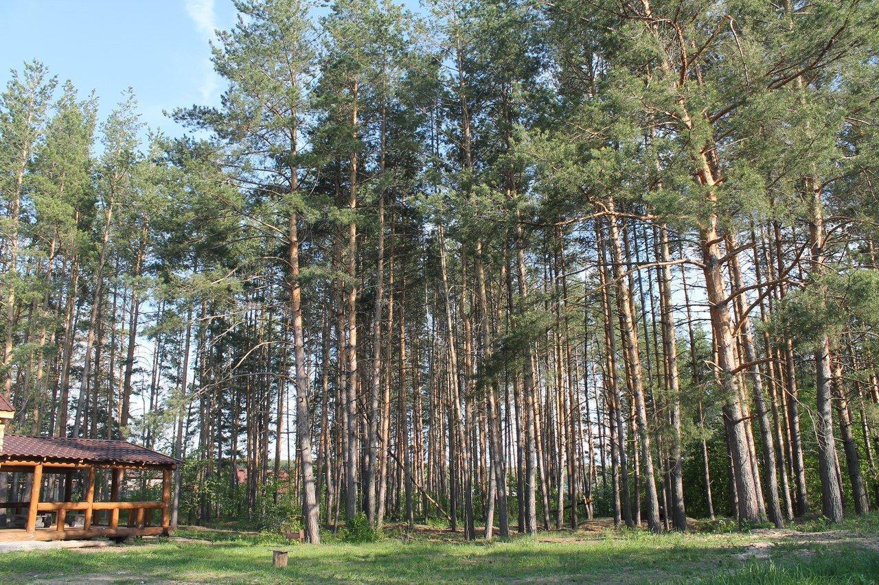 Хвое новосибирск отдых. Хвоя Пенза. База хвоя Пенза. Пенза Возрожденская 26 хвоя. Турбаза хвоя поселок Возрождение.